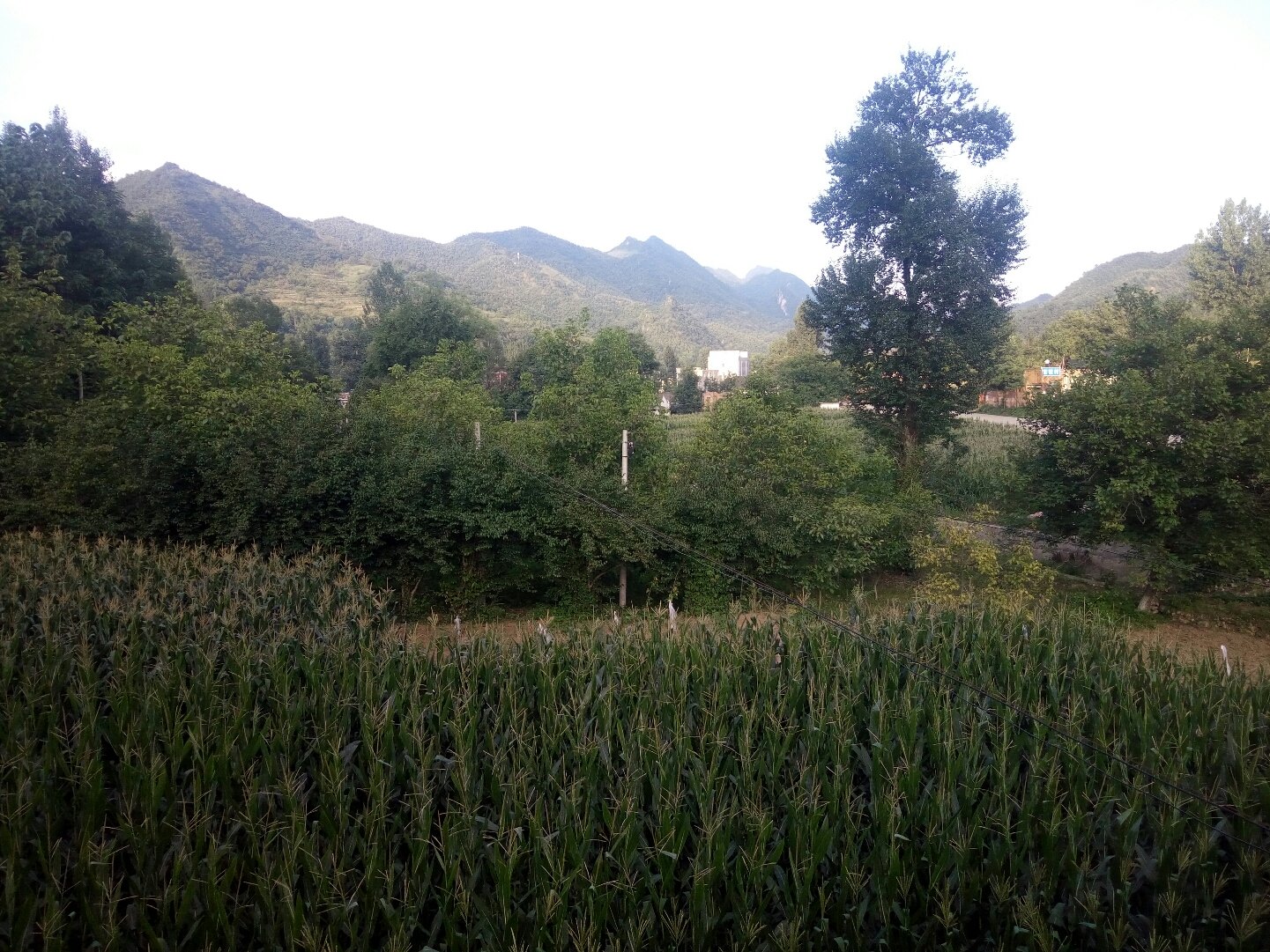 路家溝村最新天氣預(yù)報及其影響分析