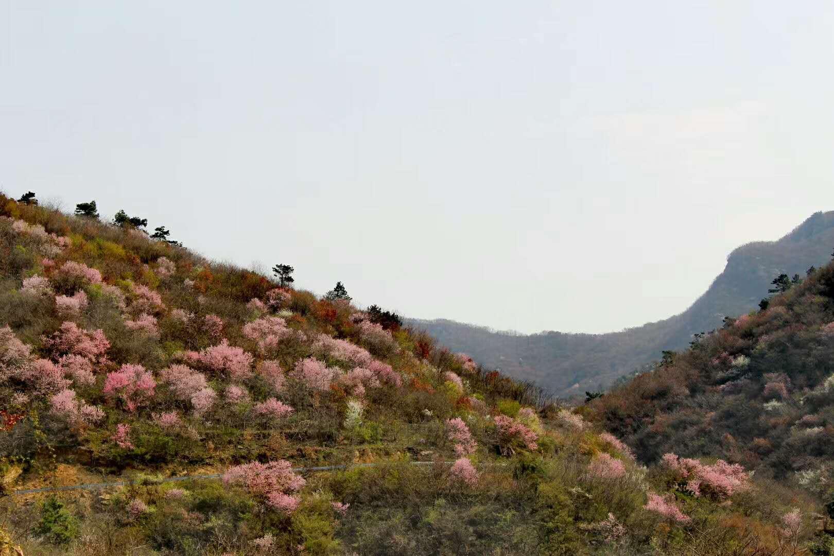 桃花鎮(zhèn)交通升級助力小鎮(zhèn)發(fā)展最新報道